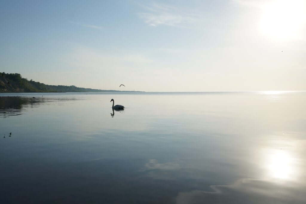 FX Productions Canada A single swan floats on a calm, reflective lake under a bright sun with a distant shoreline and a bird flying overhead—captured beautifully by FX Productions Canada, your trusted Toronto Video Production company. Toronto Video Production Company